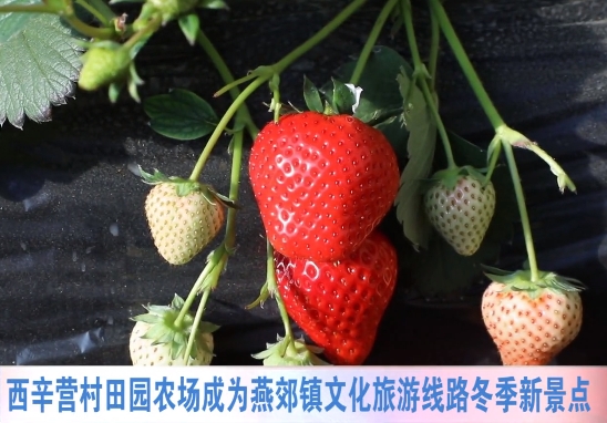 农场草莓采摘成为燕郊镇文化旅游线路冬季新景